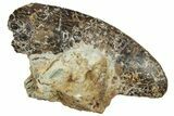 Fossil Carcharodontosaurus Tooth - Dekkar Formation, Morocco #252324-1